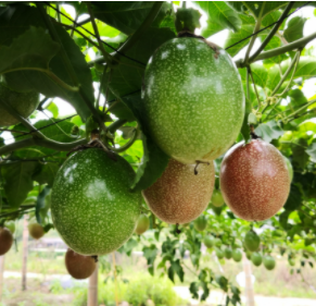 關(guān)于進(jìn)口泰國(guó)鮮食西番蓮植物檢疫要求的公告