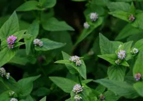 關(guān)于進(jìn)口尼泊爾植物源性中藥材植物檢疫要求的公告