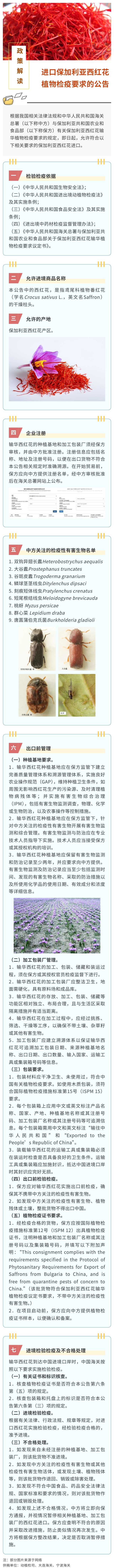 西紅花.jpg