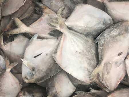 凍鯧魚廣州進(jìn)口報關(guān)行,凍鯧魚進(jìn)口報關(guān)代理,凍鯧魚報關(guān)代理